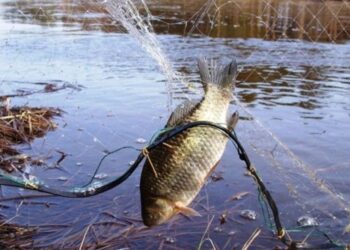 На Одещині затримано браконьєрів за вилов риби на понад 1 млн грн – ЭКОНОМИКА