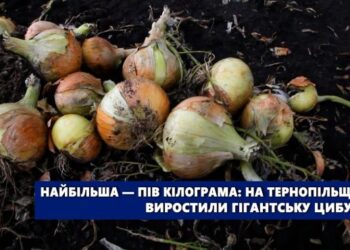 На Тернопільщині виростили гігантську цибулю – ЭКОНОМИКА