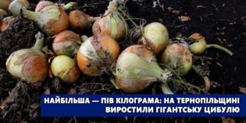 На Тернопільщині виростили гігантську цибулю – ЭКОНОМИКА