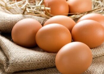 Стало відомо, контролювати сальмонелу в племінних і столових яйцях – ЭКОНОМИКА