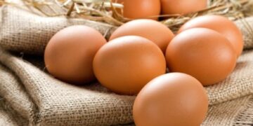 Стало відомо, контролювати сальмонелу в племінних і столових яйцях – ЭКОНОМИКА