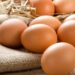 Стало відомо, контролювати сальмонелу в племінних і столових яйцях – ЭКОНОМИКА