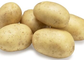 В Україні зареєстрували нові сорти картоплі – ЭКОНОМИКА