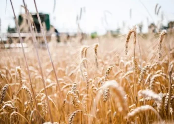 Брати екснардепаидопомагав окупантам вивозити зерно з Херсонщини до рф – ЭКОНОМИКА