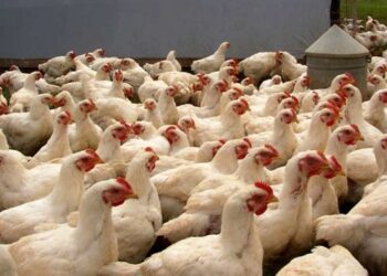 У Румунії та Болгарії зафіксували спалахи пташиного грипу – ЭКОНОМИКА