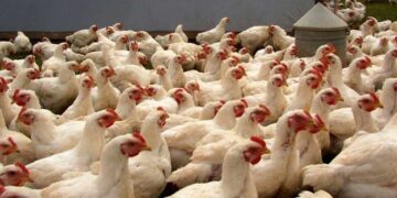 У Румунії та Болгарії зафіксували спалахи пташиного грипу – ЭКОНОМИКА