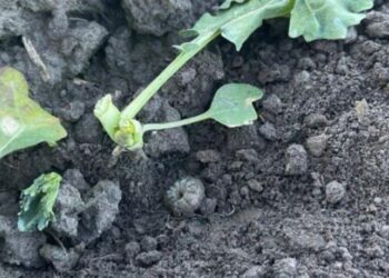 У п’яти регіонах вирує небезпечний шкідник – ЭКОНОМИКА