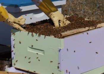 На обговорення винесли стандарти професій у бджільництві – ЭКОНОМИКА