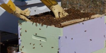 На обговорення винесли стандарти професій у бджільництві – ЭКОНОМИКА