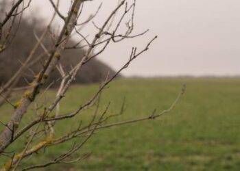 Фермери зможуть використовувати гранти на оренду земель – ЭКОНОМИКА