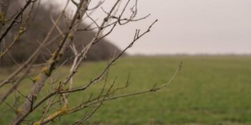 Фермери зможуть використовувати гранти на оренду земель – ЭКОНОМИКА