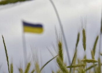 Врожай на Херсонщині сягнув лише 5% від довоєнного – ЭКОНОМИКА