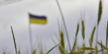 Врожай на Херсонщині сягнув лише 5% від довоєнного – ЭКОНОМИКА