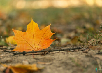 Якою буде погода у Запоріжжі найближчими днями – синоптики дали прогноз | Новости Запорожья