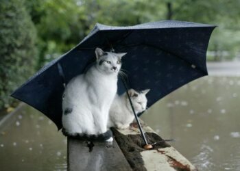 Прогноз погоди для Запоріжжя на 13, 14, 15 листопада | Новости Запорожья