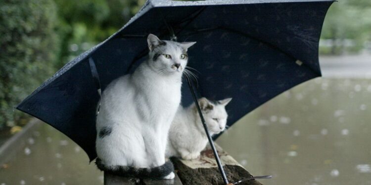 Прогноз погоди для Запоріжжя на 13, 14, 15 листопада | Новости Запорожья