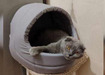 У Запоріжжі кішка жила у зруйнованій ракетою багатоповерхівці – неймовірна історія порятунку | Новости Запорожья