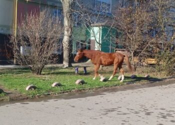 У Запоріжжі містом бігали налякані коні, фото, відео – чи повернули тварин господарям | Новости Запорожья