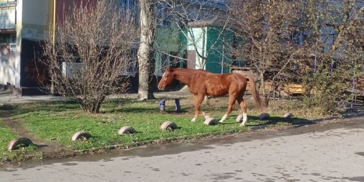 У Запоріжжі містом бігали налякані коні, фото, відео – чи повернули тварин господарям | Новости Запорожья