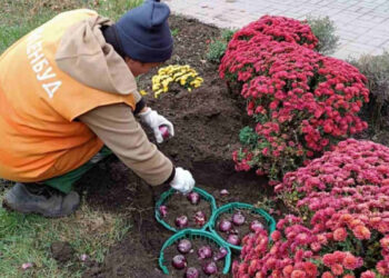 У Запоріжжі висадили цибулини тюльпанів – на яких локаціях | Новости Запорожья