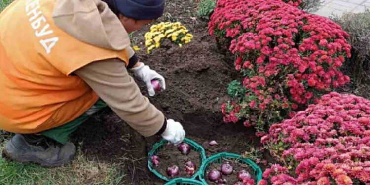 У Запоріжжі висадили цибулини тюльпанів – на яких локаціях | Новости Запорожья