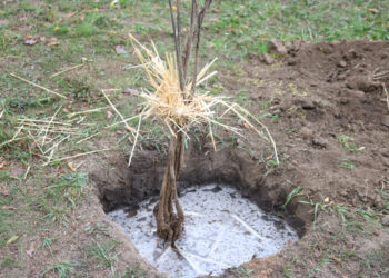 У Запоріжжі висадили дуби-семіраміди, фото – що це за дерева | Новости Запорожья