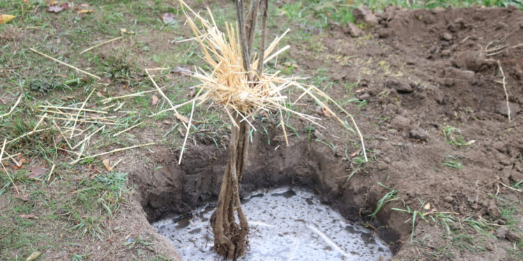 У Запоріжжі висадили дуби-семіраміди, фото – що це за дерева | Новости Запорожья