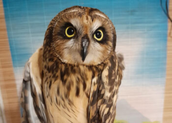 У Запоріжжі врятували поранену рідкісну сову – деталі від волонтерів | Новости Запорожья