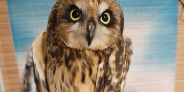 У Запоріжжі врятували поранену рідкісну сову – деталі від волонтерів | Новости Запорожья