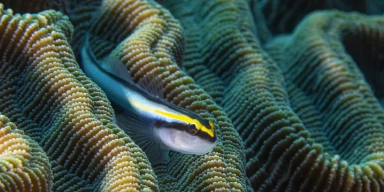 Вчені створили синаптичний транзистор для імітації роботи головного мозку людини — ТЕХНОЛОГИИ