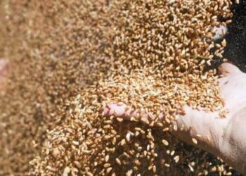 В Україні з’явився ще один зернотрейдер – ЭКОНОМИКА