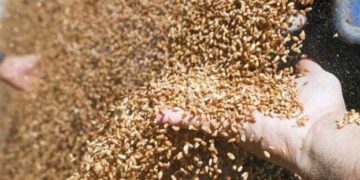 В Україні з’явився ще один зернотрейдер – ЭКОНОМИКА