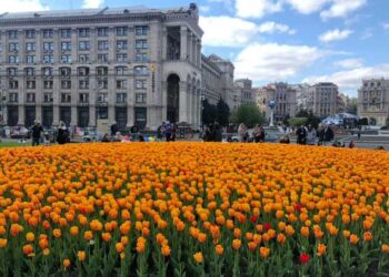 Сотня тисяч екзотичних тюльпанів прикрасять Київ навесні | Новини Київ