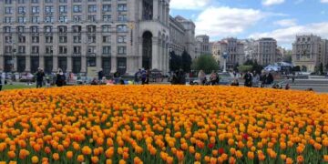 Сотня тисяч екзотичних тюльпанів прикрасять Київ навесні | Новини Київ