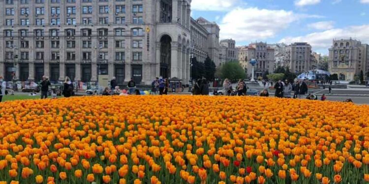 Сотня тисяч екзотичних тюльпанів прикрасять Київ навесні | Новини Київ