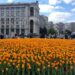 Сотня тисяч екзотичних тюльпанів прикрасять Київ навесні | Новини Київ