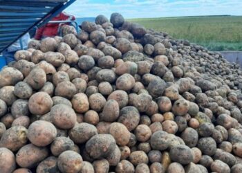 В Україні прогнозують рекордне здорожчання картоплі – ЭКОНОМИКА