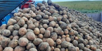 В Україні прогнозують рекордне здорожчання картоплі – ЭКОНОМИКА