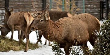 У Київському зоопарку відбудуться показові годування оленів | Новини Київ