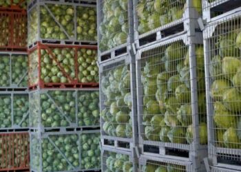 В Україні критично не вистачає овочесховищ – ЭКОНОМИКА