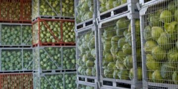 В Україні критично не вистачає овочесховищ – ЭКОНОМИКА