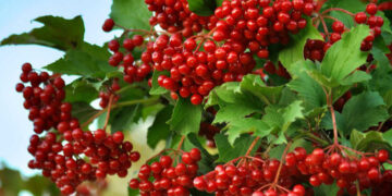 Десятки кущів калини висадили в одному з парків Києва | Новини Київ