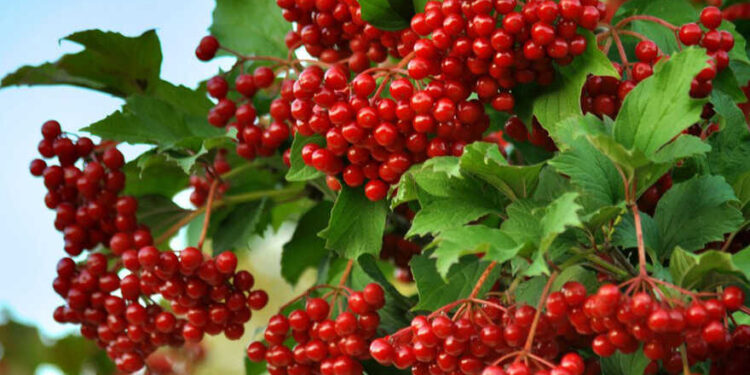 Десятки кущів калини висадили в одному з парків Києва | Новини Київ