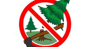 Поблизу Канівського затримали чоловіка за знищення сосни | Новини Запоріжжя