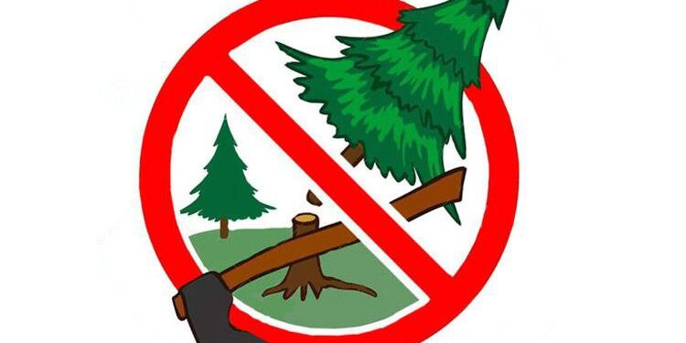 Поблизу Канівського затримали чоловіка за знищення сосни | Новини Запоріжжя