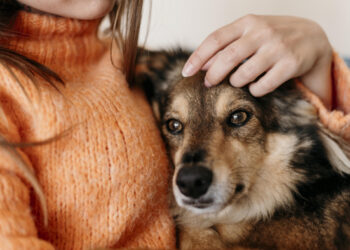 Безплатна стерилізація тварин у Запоріжжі – як подати заявку на участь у програмі | Новости Запорожья