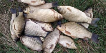 Браконьєрство на Полтавщині: спіймали порушників з рибою