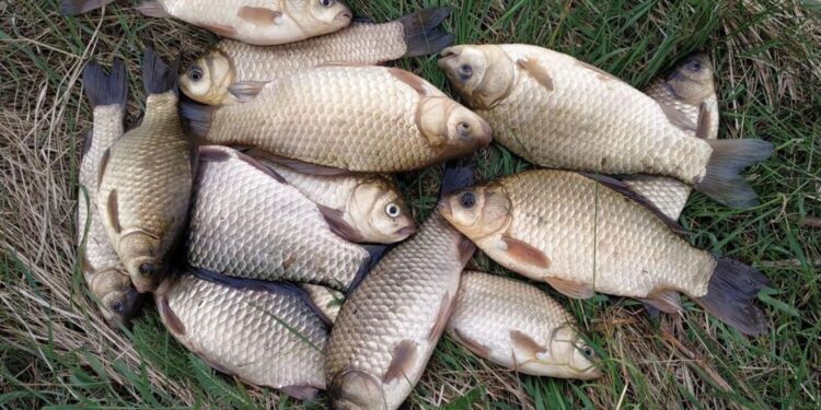 Браконьєрство на Полтавщині: спіймали порушників з рибою