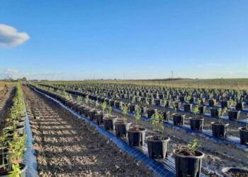 Ягідники Закарпаття запроваджують нову технологію дозрівання лохини – ЭКОНОМИКА