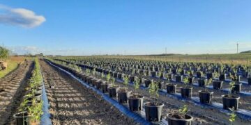 Ягідники Закарпаття запроваджують нову технологію дозрівання лохини – ЭКОНОМИКА